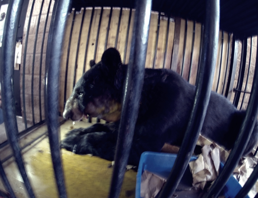Justicia para Invictus: Prohíben circo donde torturaban&nbsp;animales