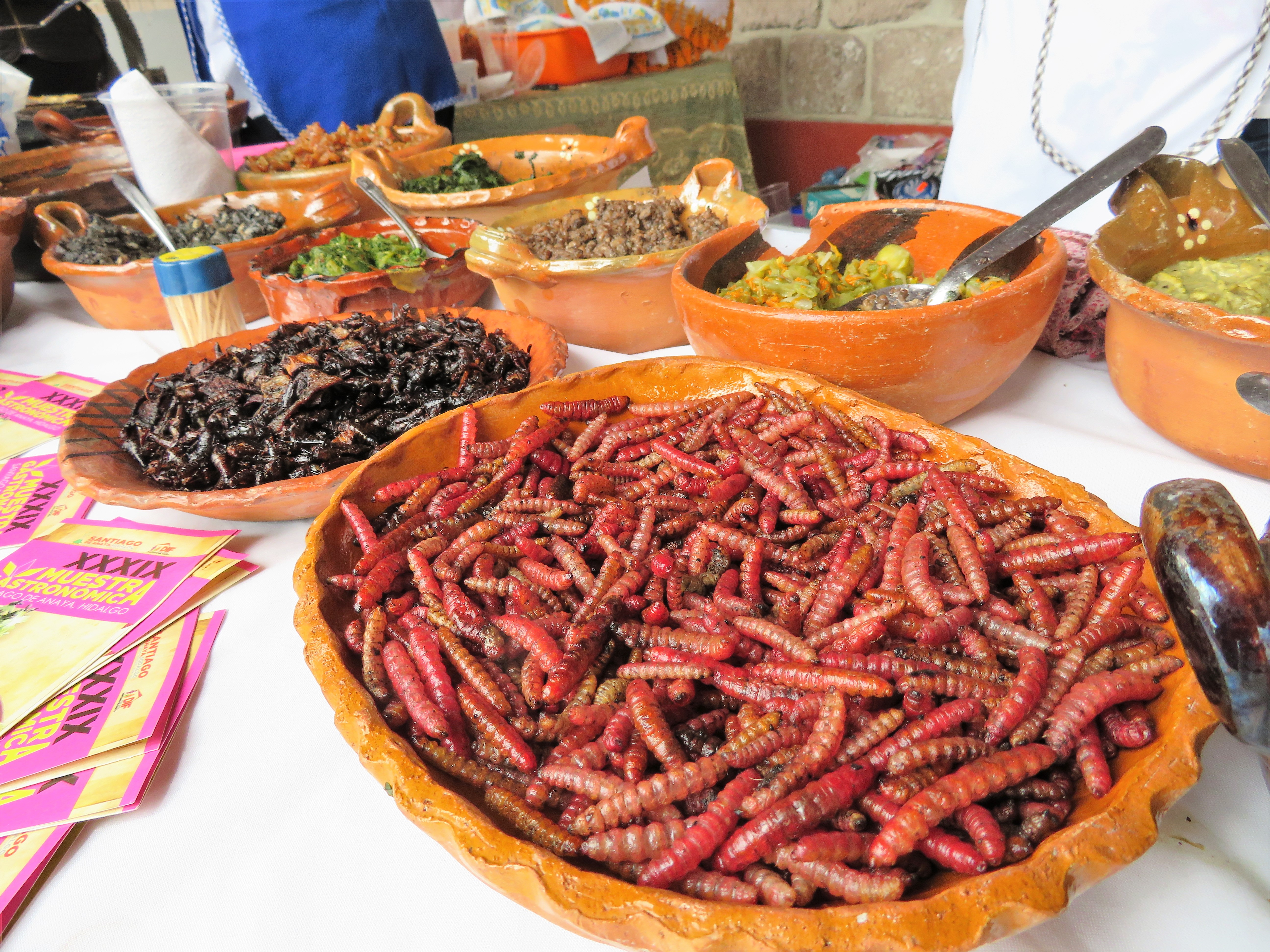 20181019_MUESTRA GRASTRONOMICA HIDALGO_albertobuitre.com